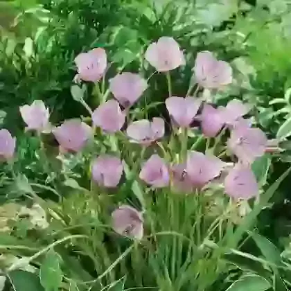 Calochortus